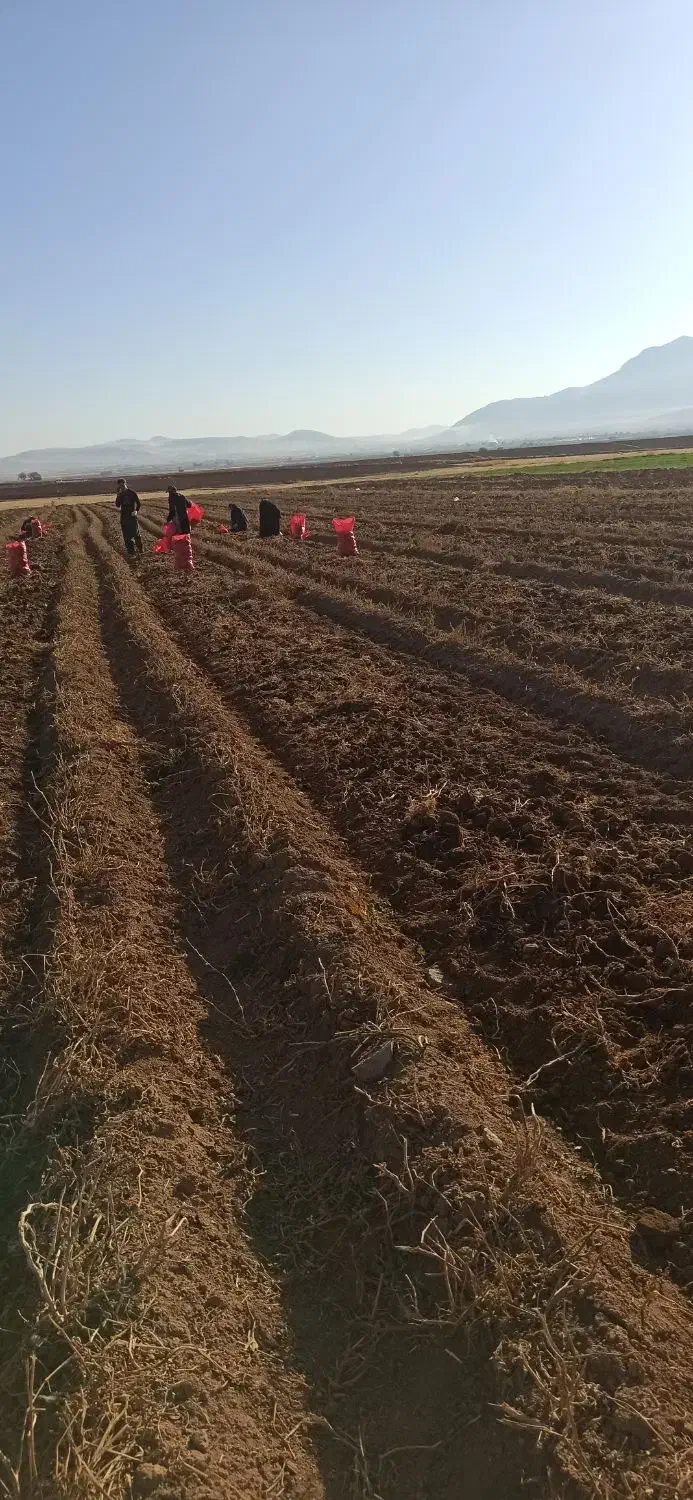 سیب زمینی ارگانیک بدون هیچ سمی|خوردنی و آشامیدنی|کلیائی, |دیوار