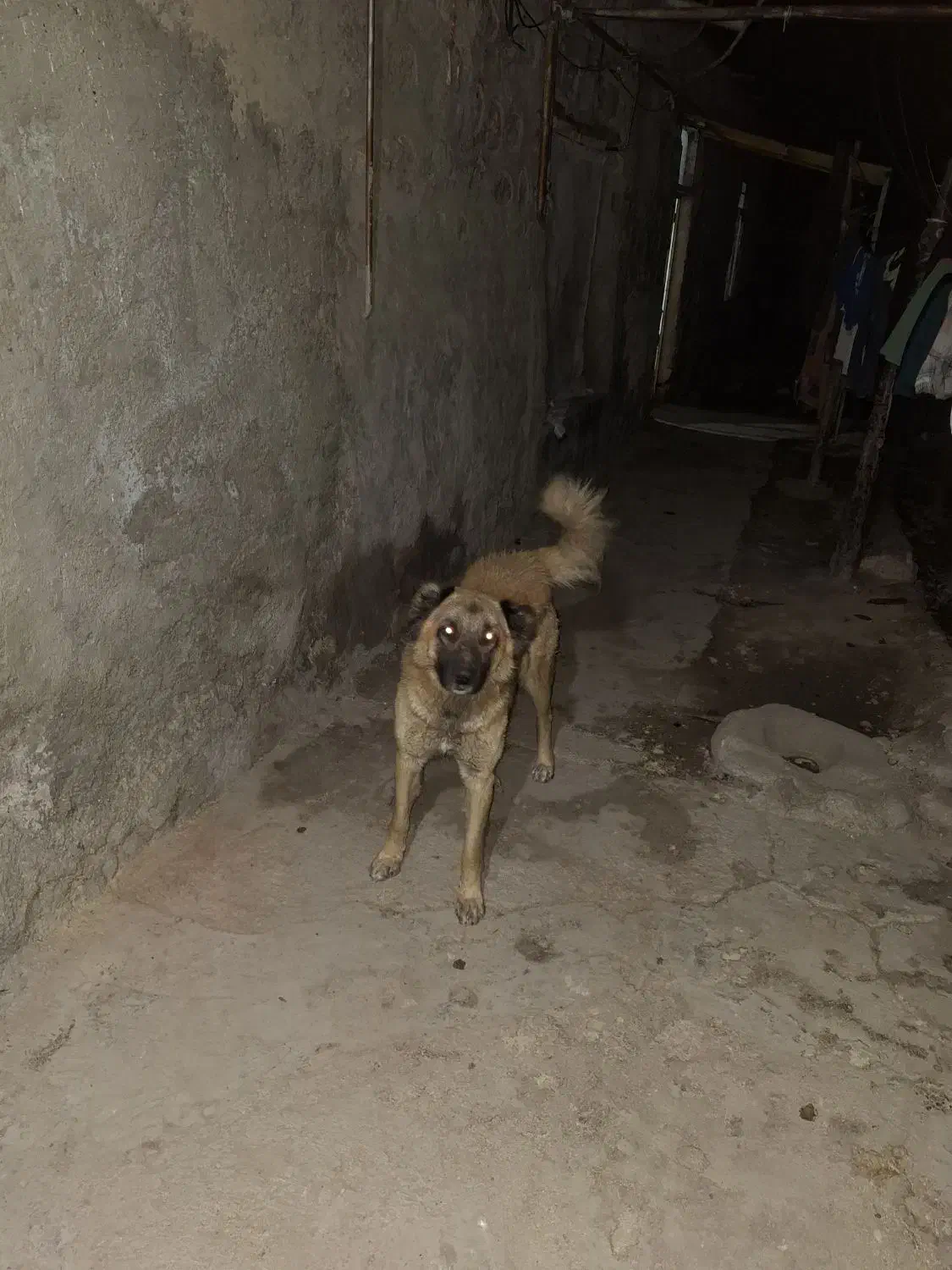 سگ چوپان|سگ|مشگین شهر, |دیوار