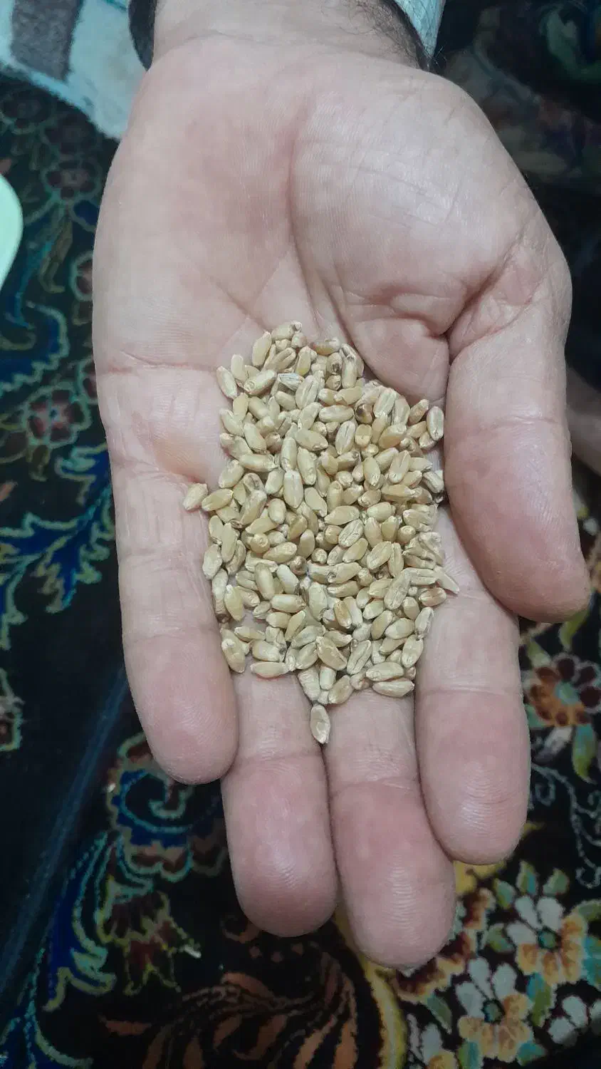 گندم بوجاری شده نوع اوج|گل و گیاه طبیعی|شوشتر, |دیوار