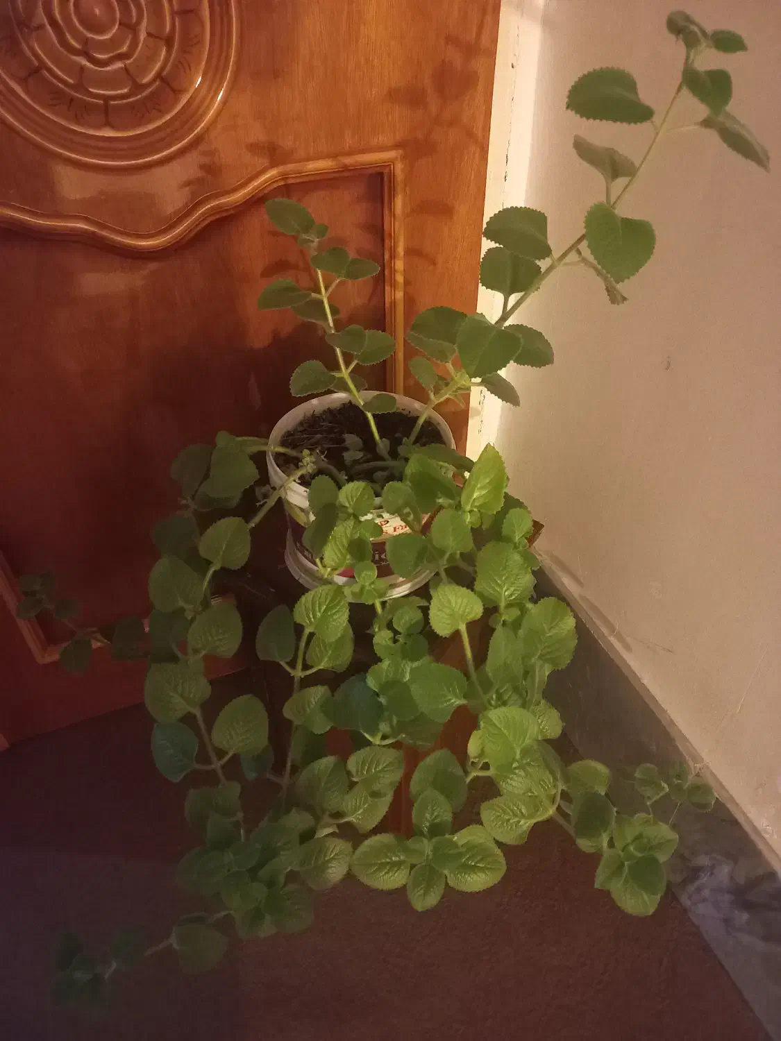 ختمی زینتی بودار|گل و گیاه طبیعی|اهر, |دیوار