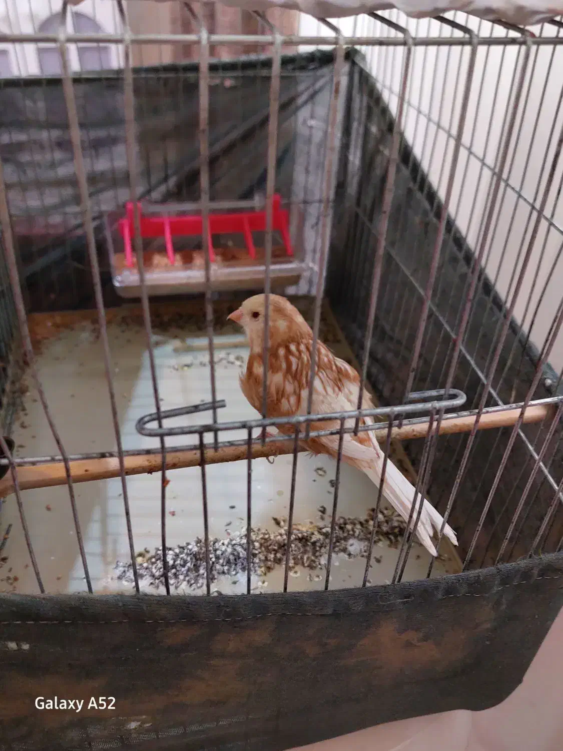 یک جفت فائو|پرنده|فشم, |دیوار