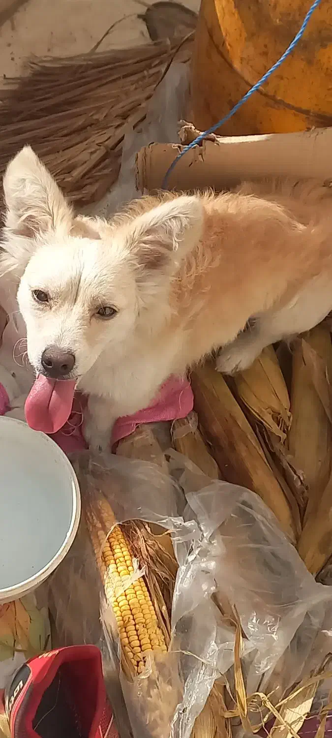 واگذاری سگ|سگ|بندرعباس, |دیوار