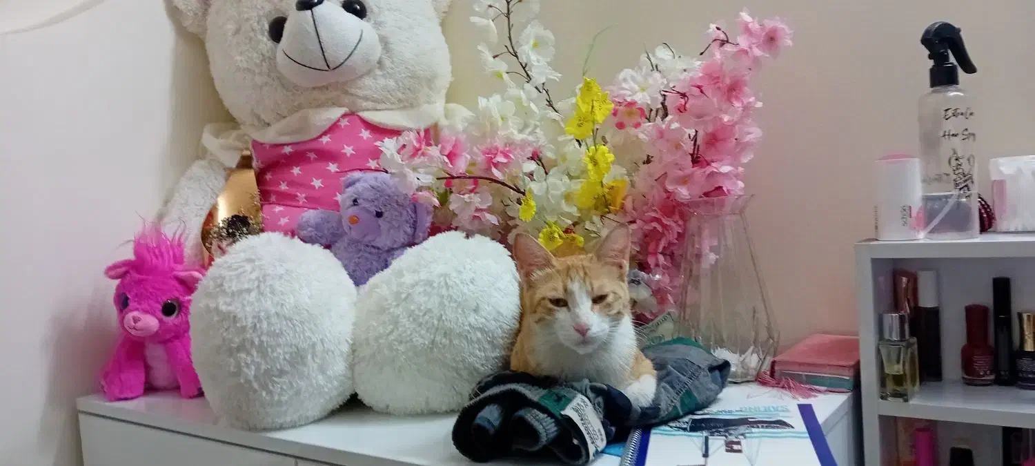 گربه یه سال نیمش هست|گربه|قم, سالاریه|دیوار