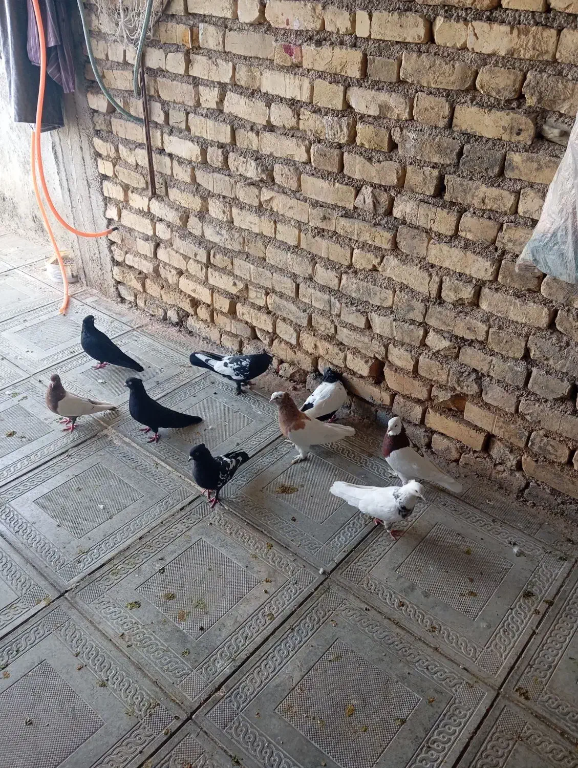 کبوتر|پرنده|داراب, |دیوار