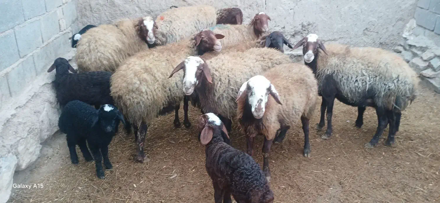 میش و بره|حیوانات مزرعه|اراک, |دیوار