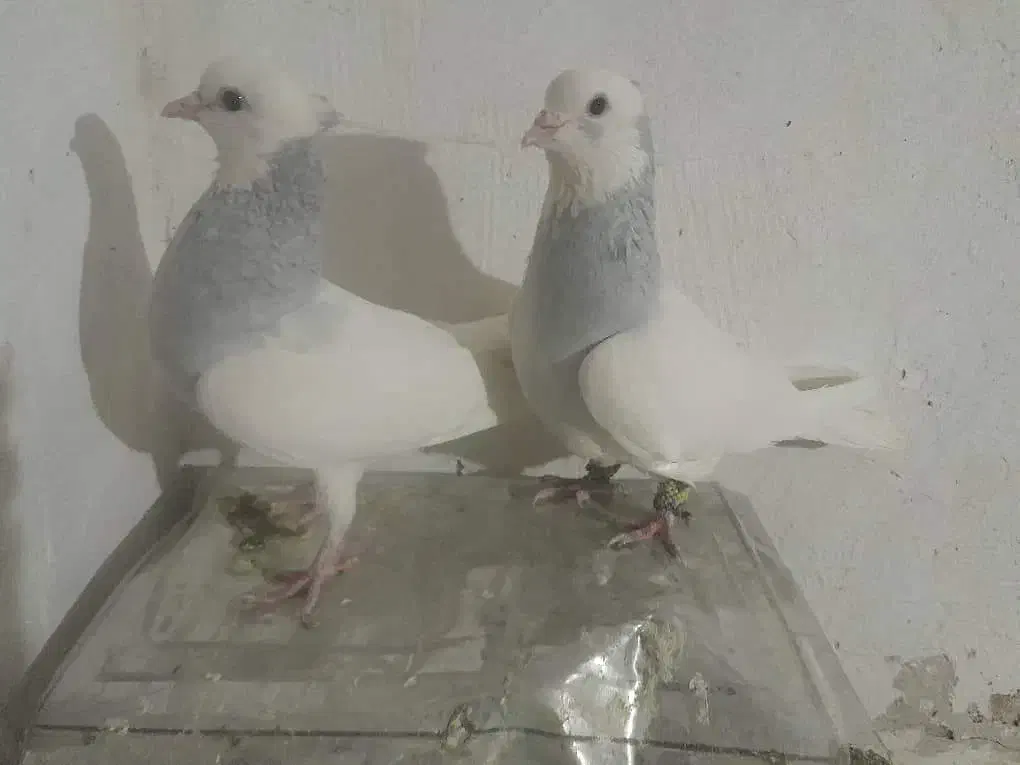 چهار جفت کفتر|پرنده|شیراز, بازار|دیوار