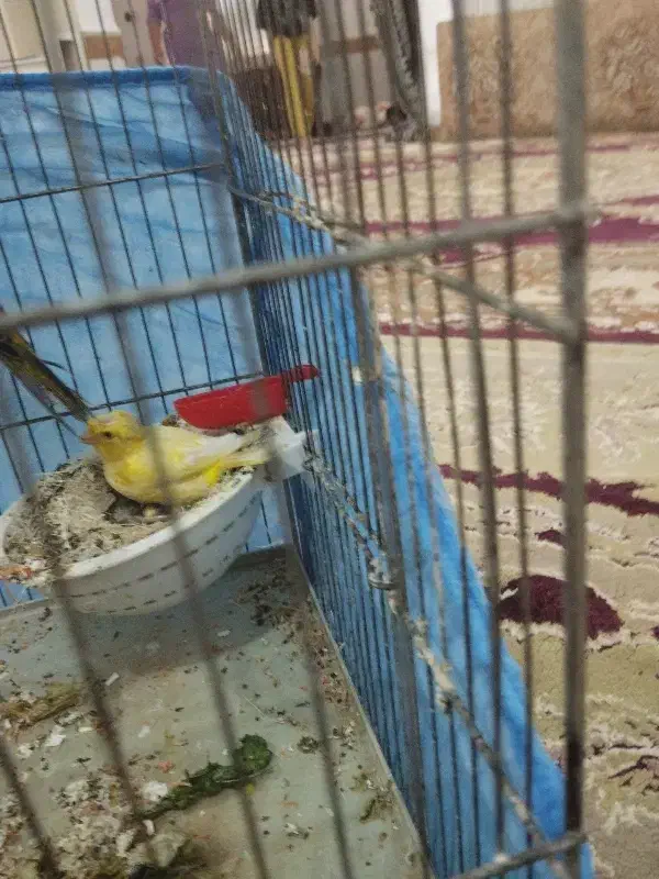 پرنده|پرنده|خرمشهر, |دیوار