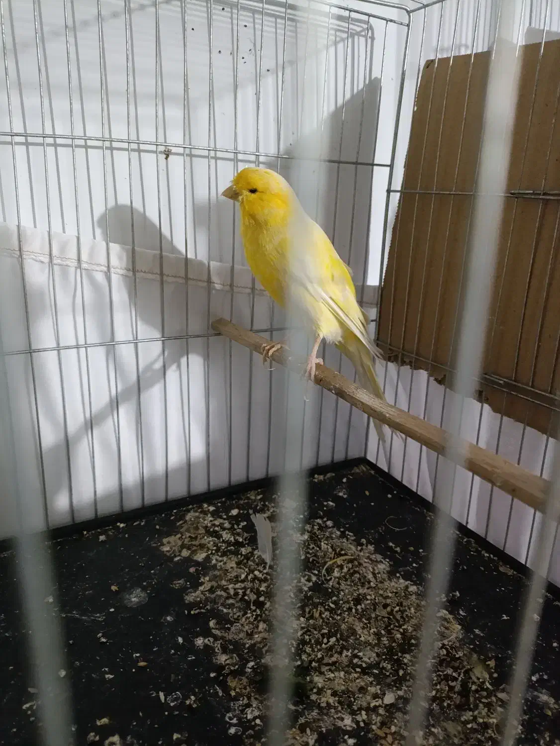 قناری نر ماده جوجه|پرنده|اسلامشهر, شهرک امام حسین (میان آباد)|دیوار