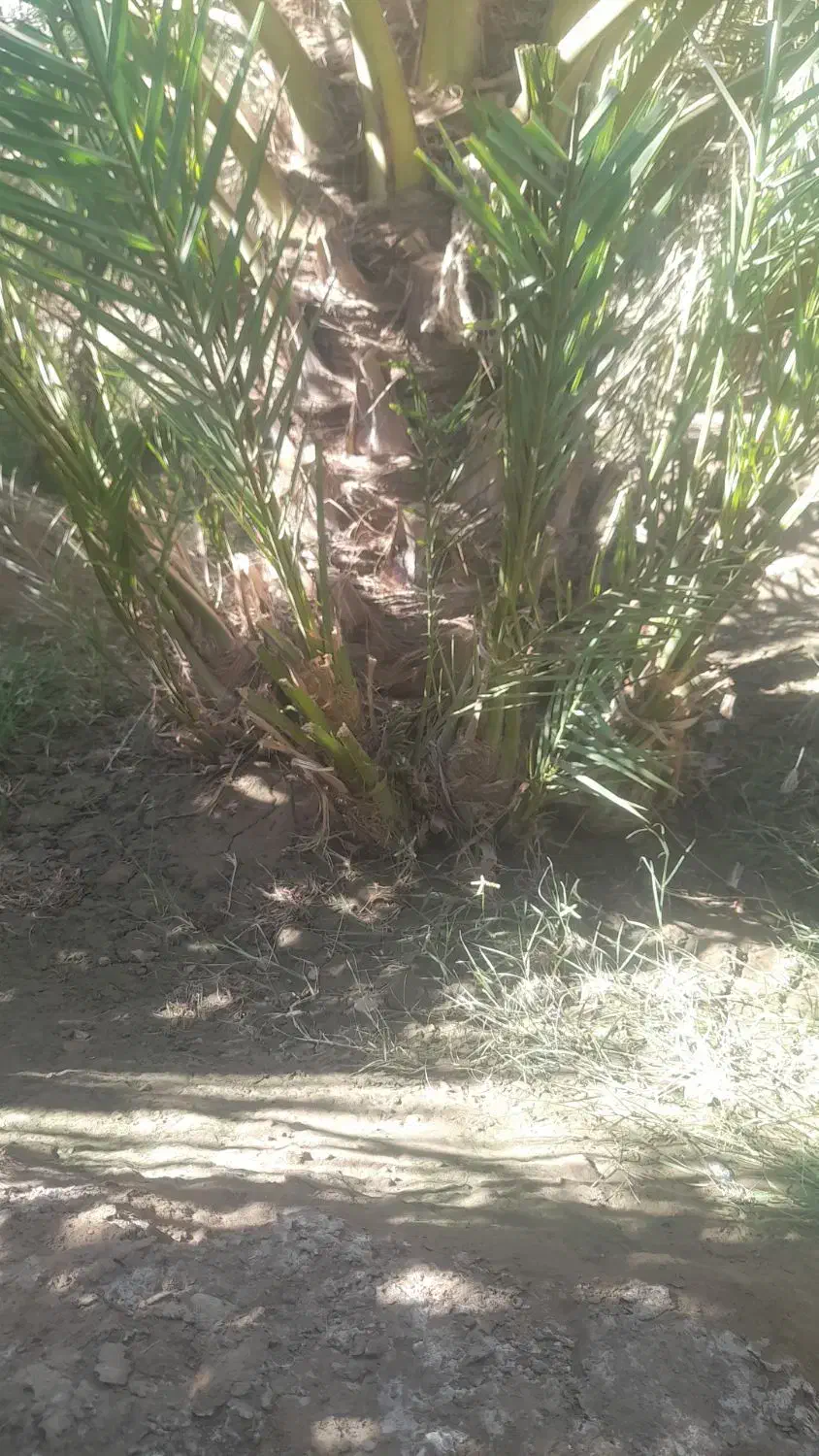 گوک ربی ۳۰۰ عدد موجوده دانه ای ۱۵۰ هزار|گل و گیاه طبیعی|بمپور, |دیوار