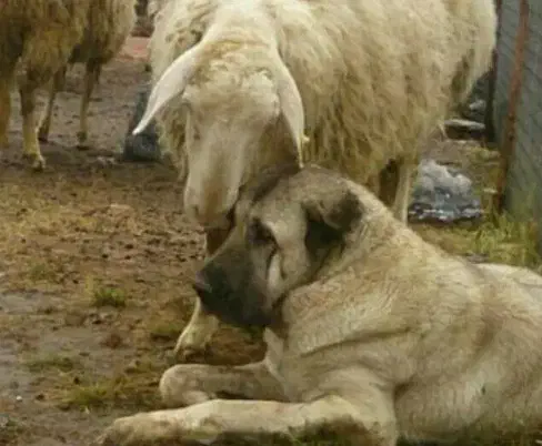 سگ سراب سگ‌ پژدر و ژرمن شپرد|سگ|ماهدشت, |دیوار