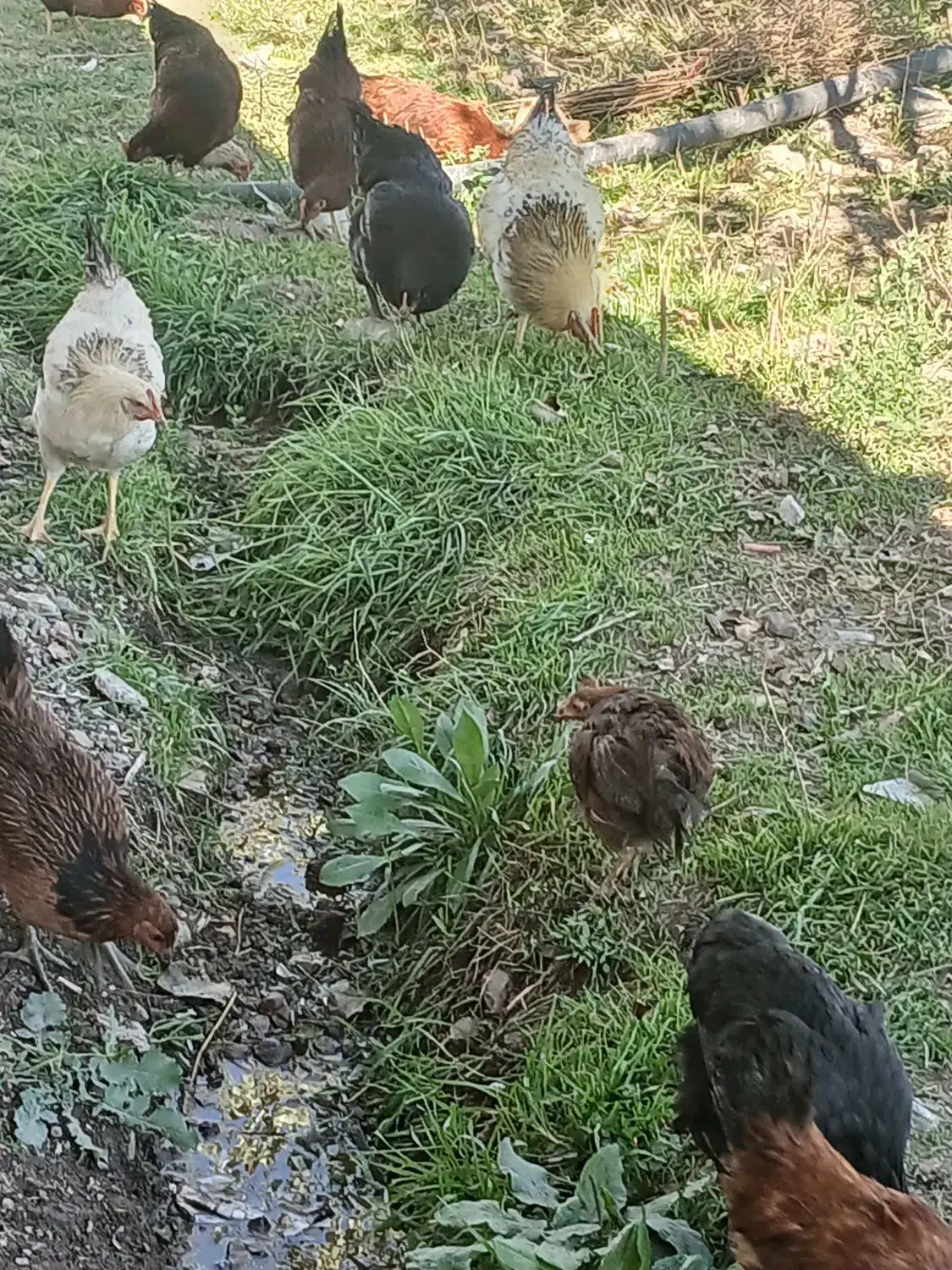 مرغ وخروس محلی|حیوانات مزرعه|کلیبر, |دیوار