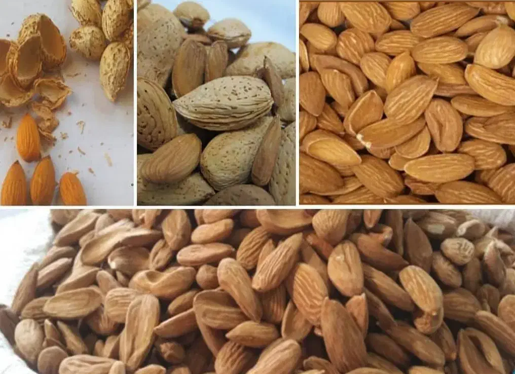 انواع بادام مامایی شاهرودی ربیع|خوردنی و آشامیدنی|سامان, |دیوار