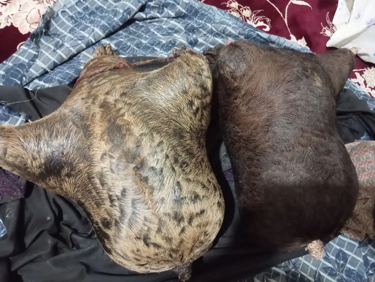 هیزه|ظروف نگهدارنده، پلاستیکی، یک‌بارمصرف|دورود, |دیوار