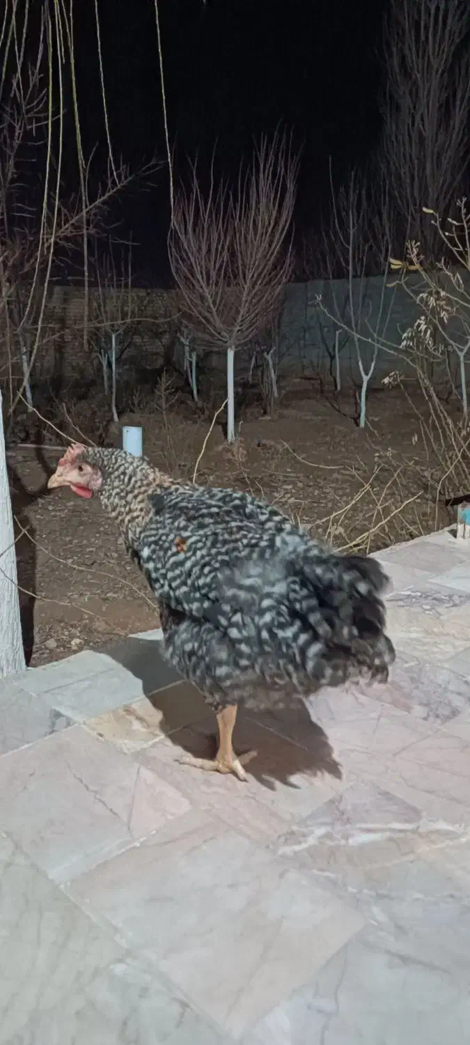 جوجه خروس گلباقالی|حیوانات مزرعه|مشهد, فرخد|دیوار