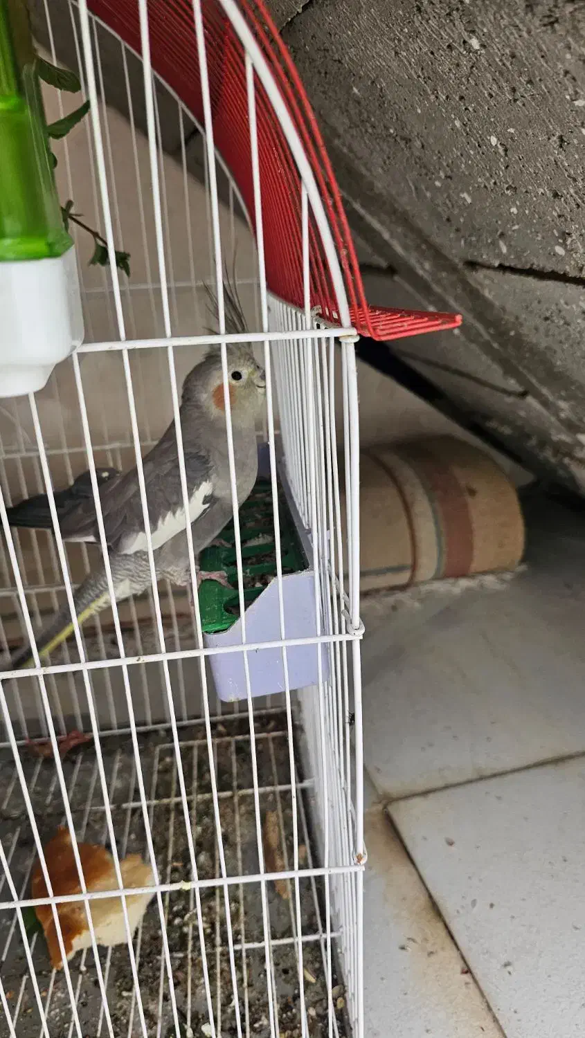 عروس هلندی|پرنده|کرخه, |دیوار