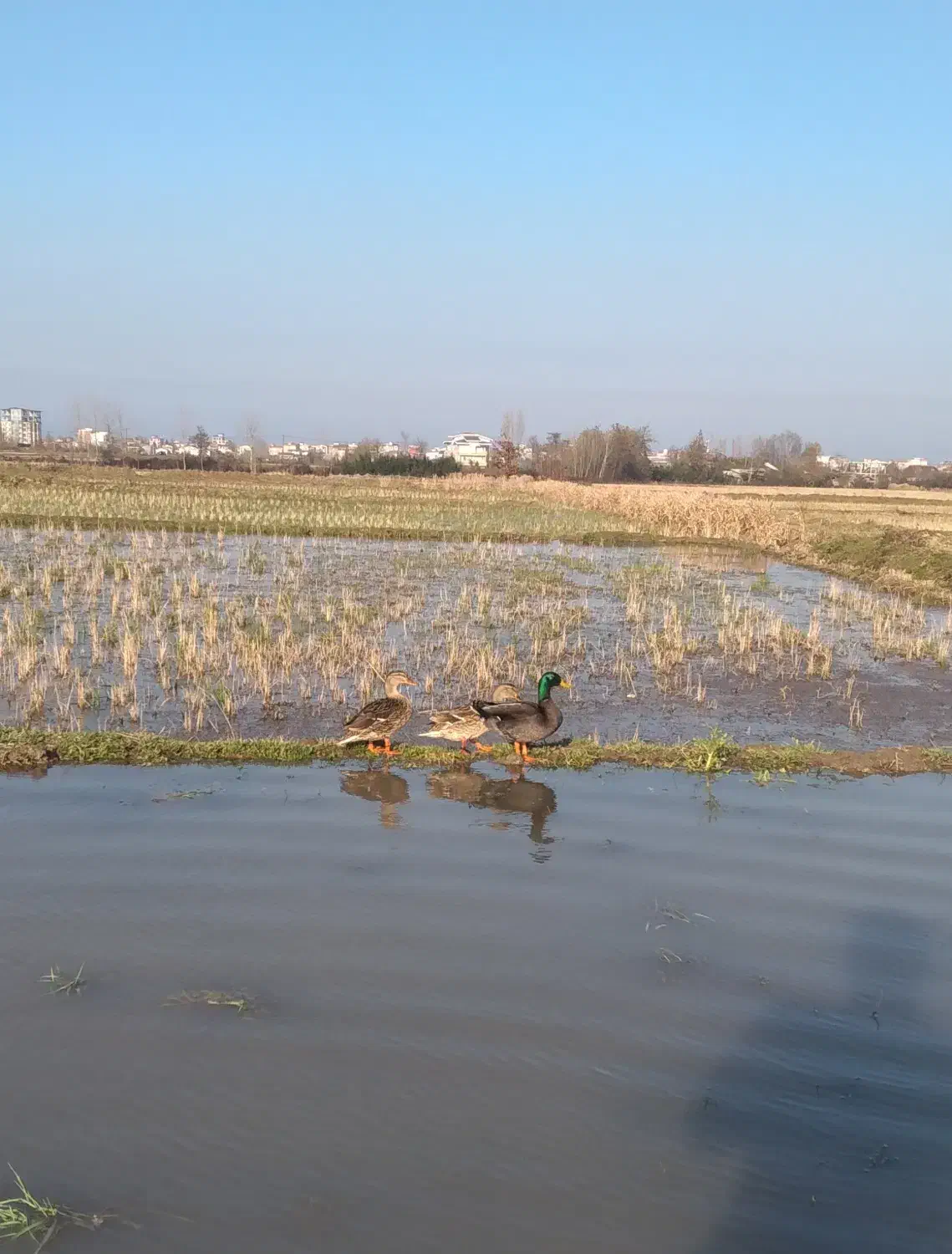 اردک پروازی|حیوانات مزرعه|کلاچای, |دیوار