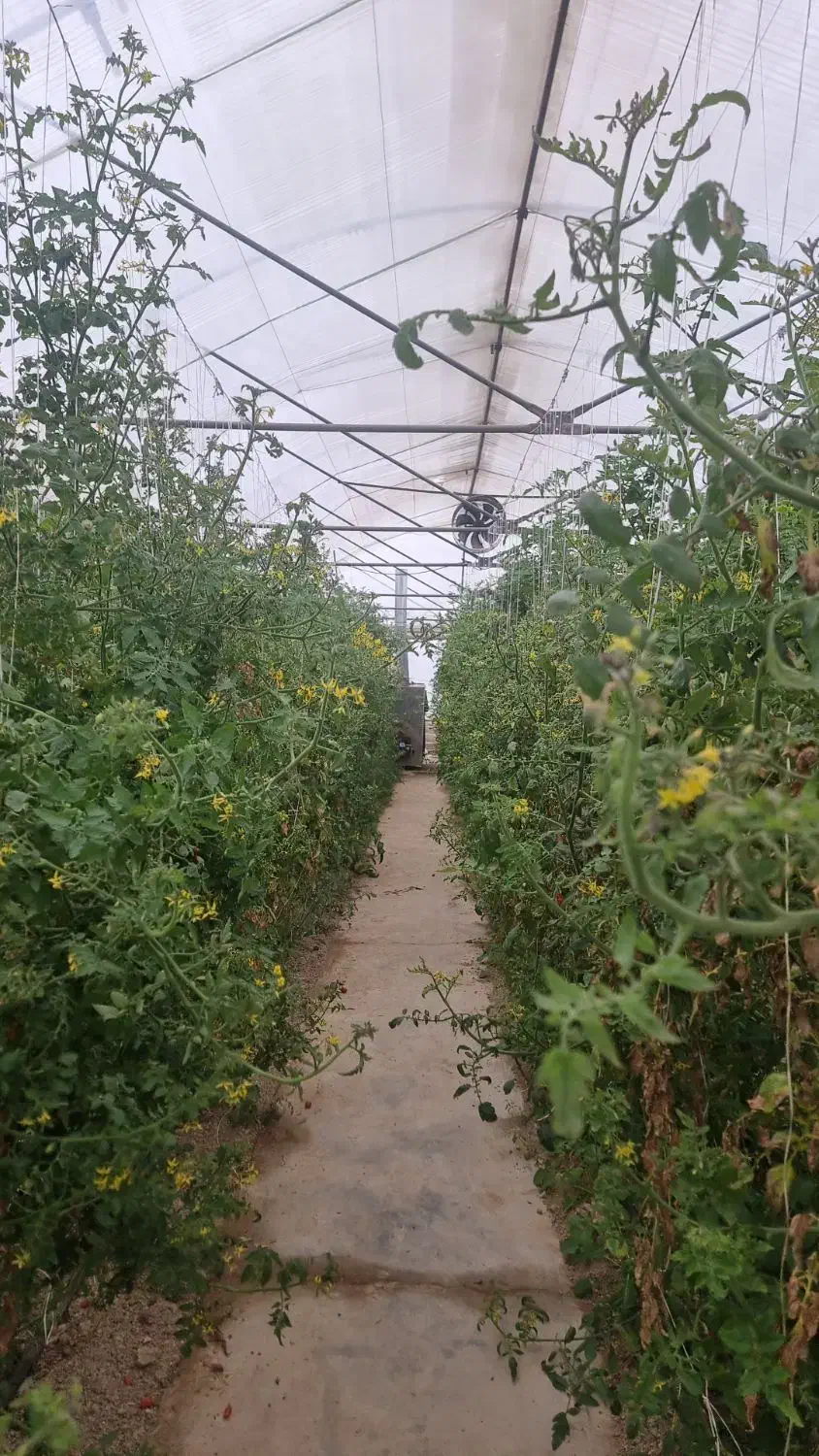 سرکارگر گلخانه|خدمات باغبانی و درختکاری|فلاورجان, |دیوار