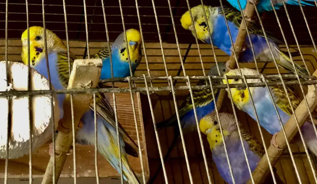 مرغ عشق پروانه ای،رینبو .ماهی گوپی وفایتر با کیفیت|پرنده|مرودشت, پشت سایپا‎|دیوار