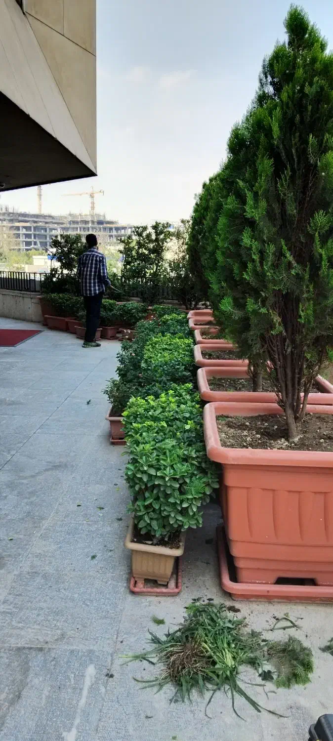 خدمات انواع گل و گیاه|خدمات باغبانی و درختکاری|تهران, اقدسیه|دیوار