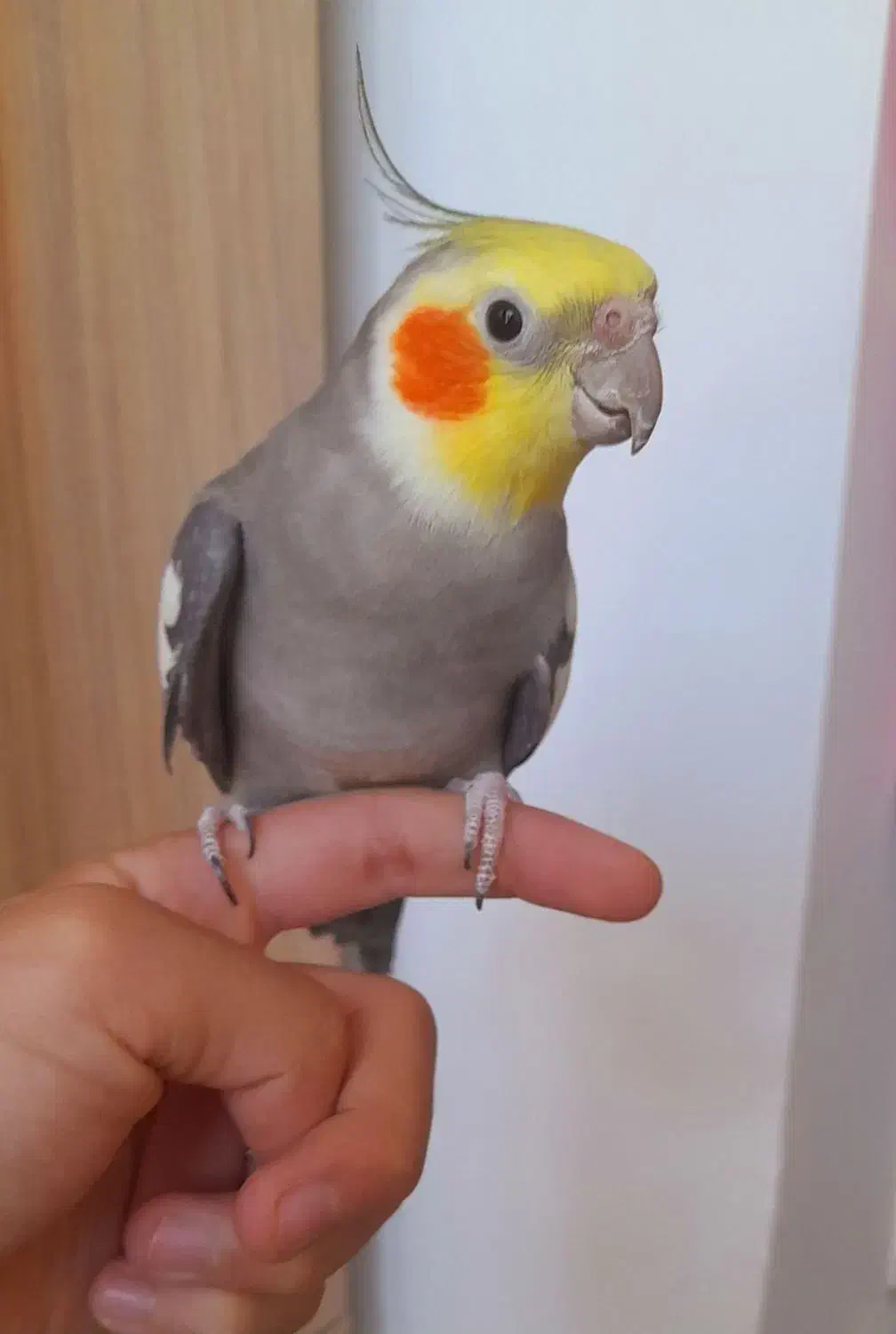 عروس هلندی|پرنده|مشهد, انقلاب|دیوار