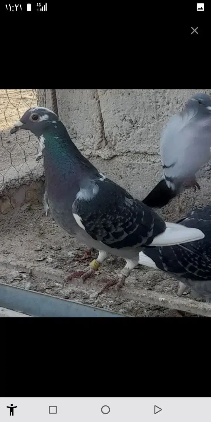 یک کبوترگمشده هر کس پیدا کند خریدارم|پرنده|چابهار, |دیوار