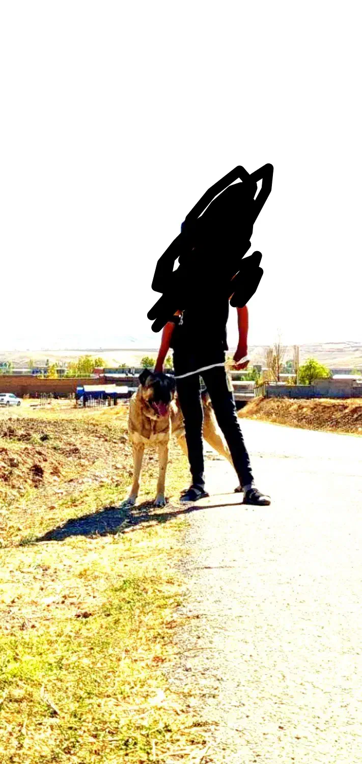 سگ سرابی|سگ|بستان آباد, |دیوار