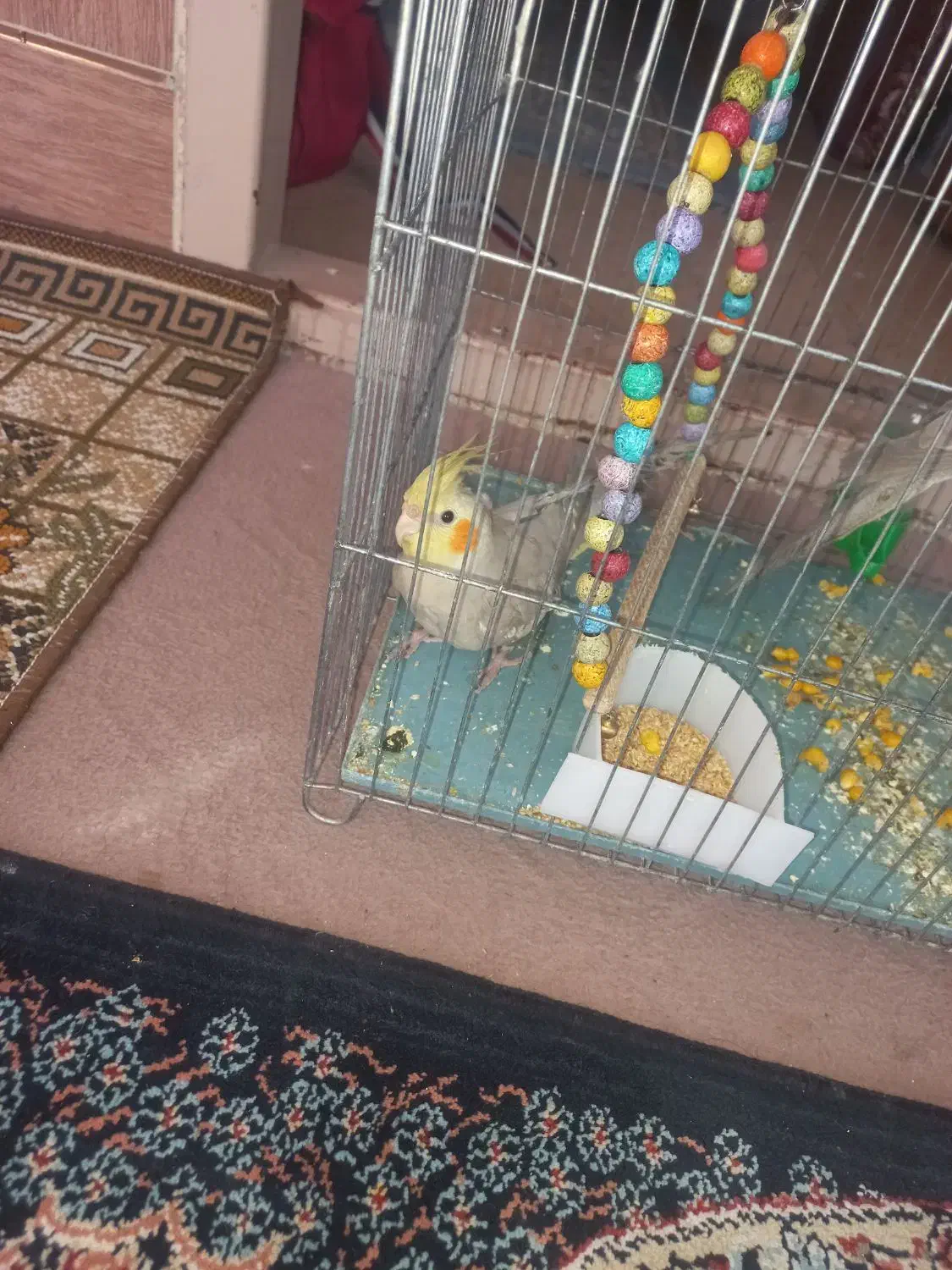 یه جفت جوجه عروس هلندی دوماهه|پرنده|پیر بکران, |دیوار