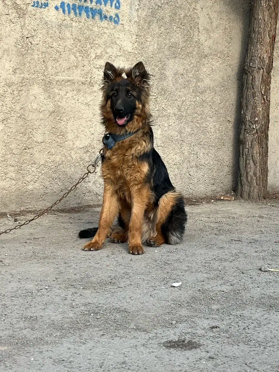 ژرمن شپرد مو بلند بلک فیس|سگ|شاهدشهر, |دیوار