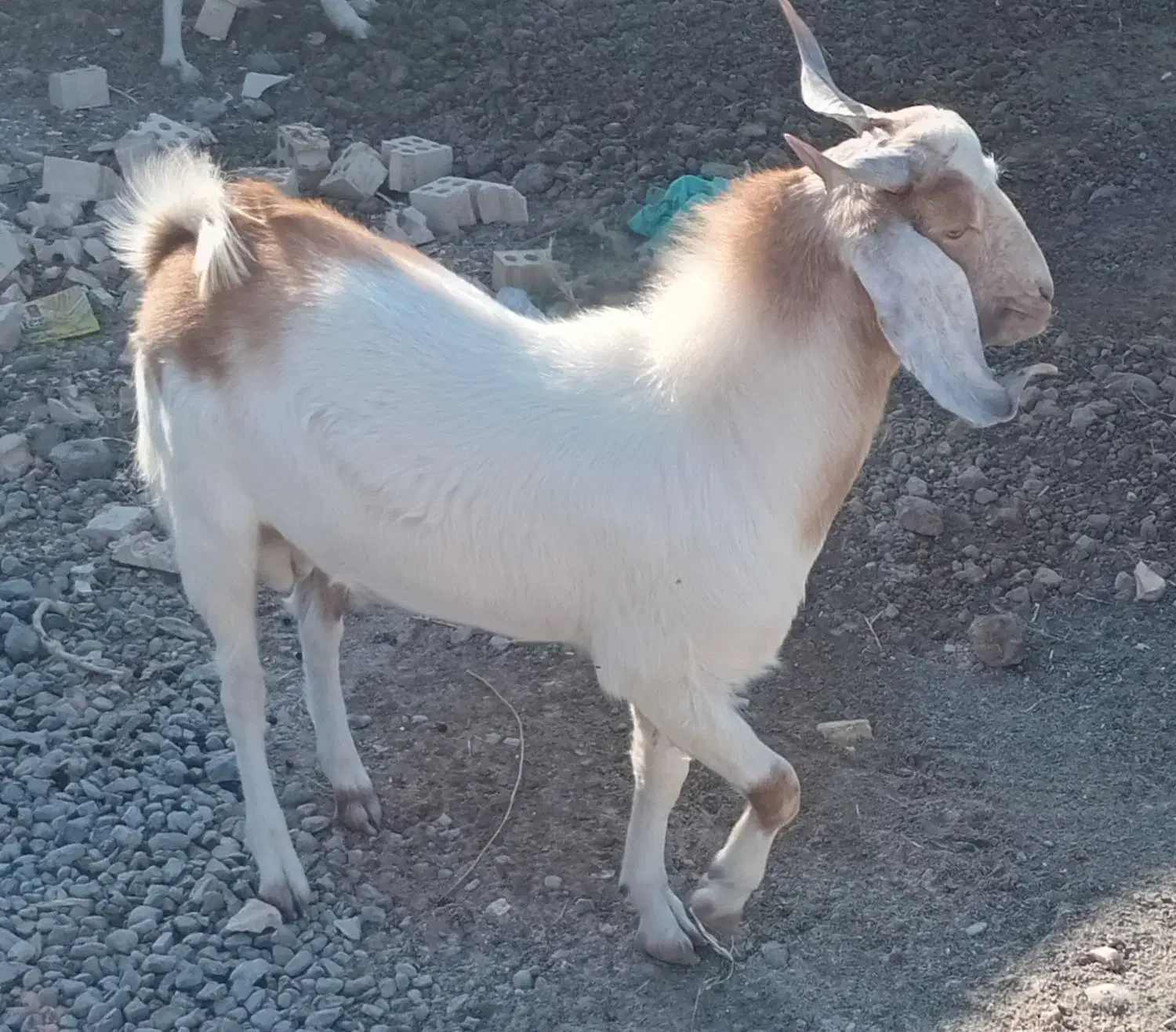 گوسفند فروشی|حیوانات مزرعه|کهنوج, |دیوار