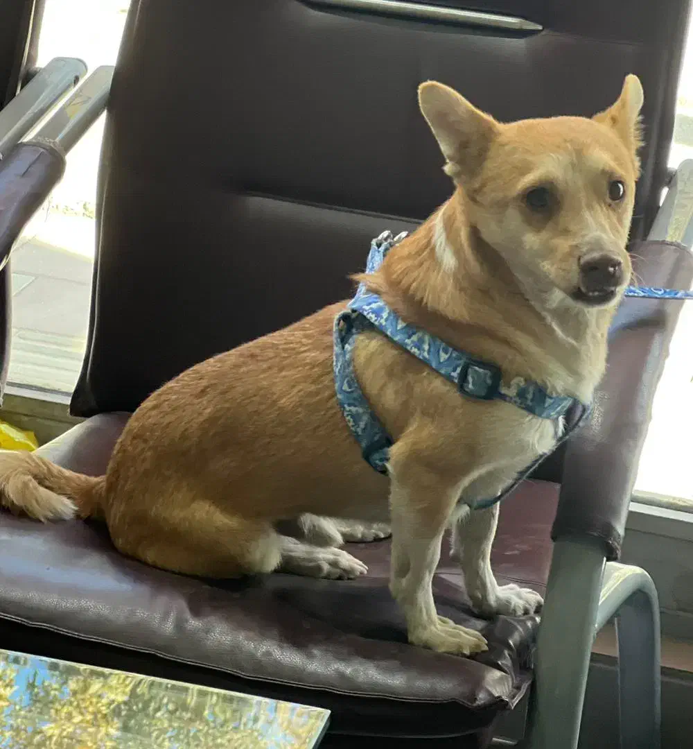 واگذاری رایگان|سگ|باغستان, |دیوار