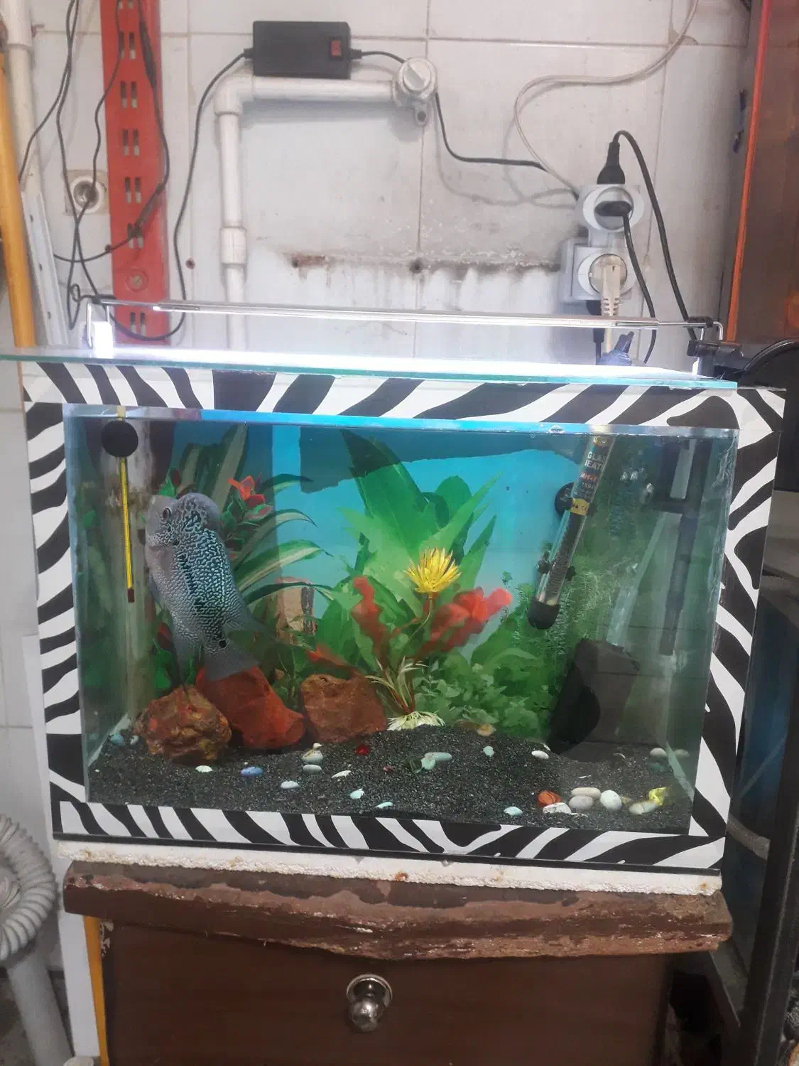 فلاور نر|ماهی|سراب, |دیوار