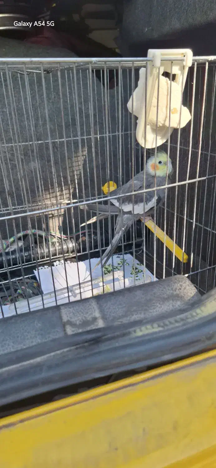 عروس هلندی|پرنده|قرچک, داوود آباد|دیوار