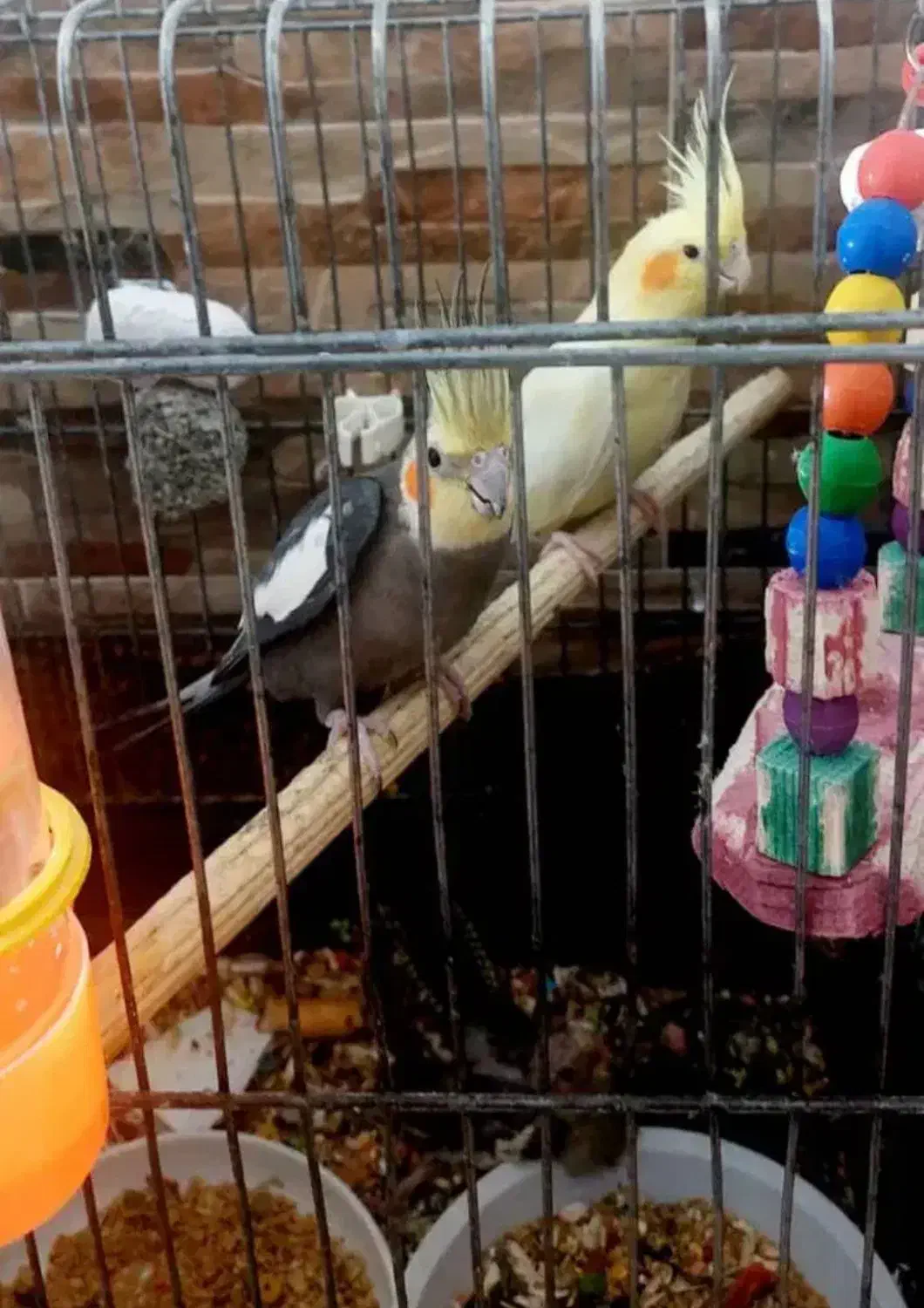 فروش جفت عروس هلندی مولد|پرنده|سوسنگرد, |دیوار