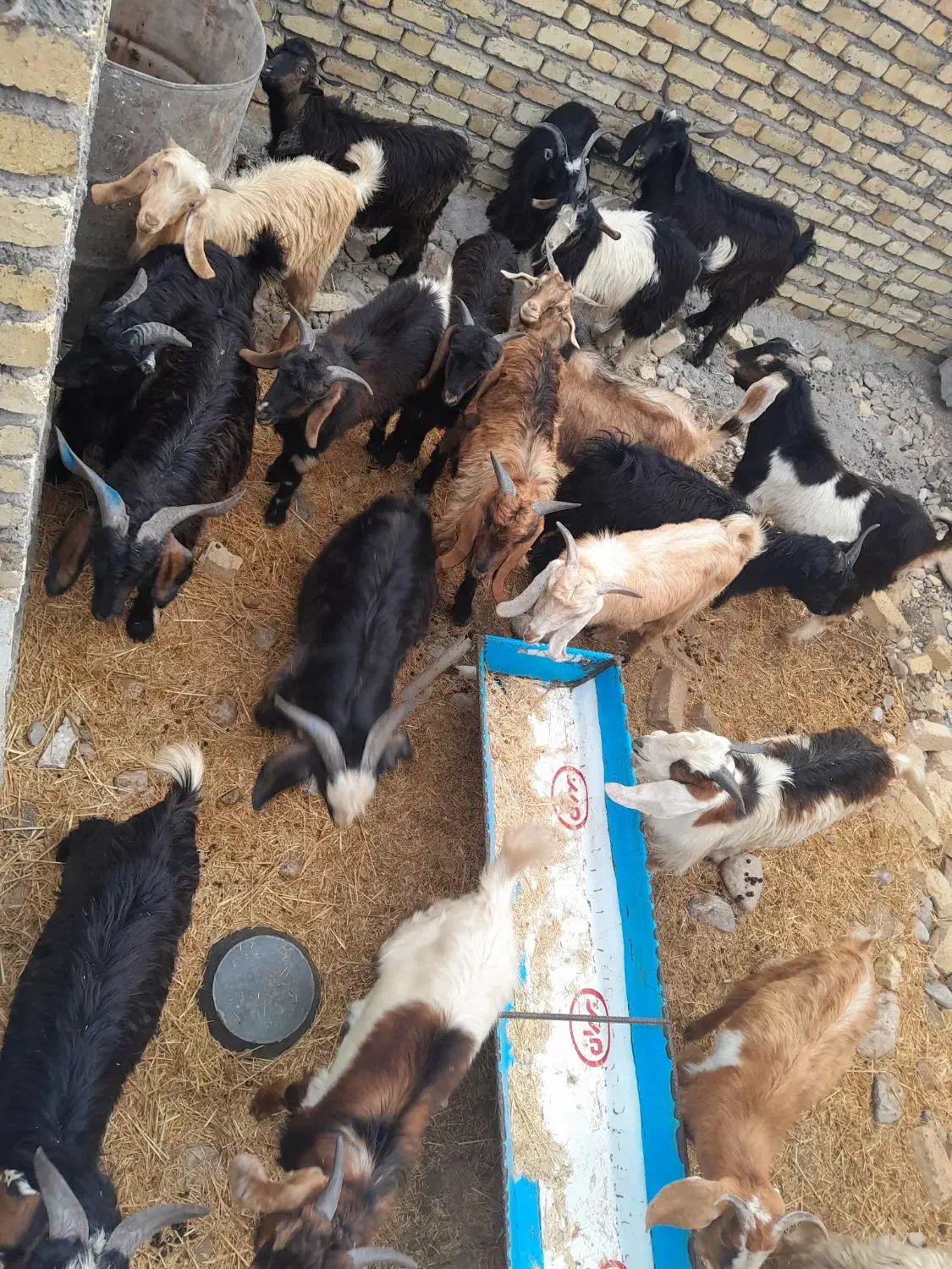 بزغاله نر|حیوانات مزرعه|پلدختر, |دیوار