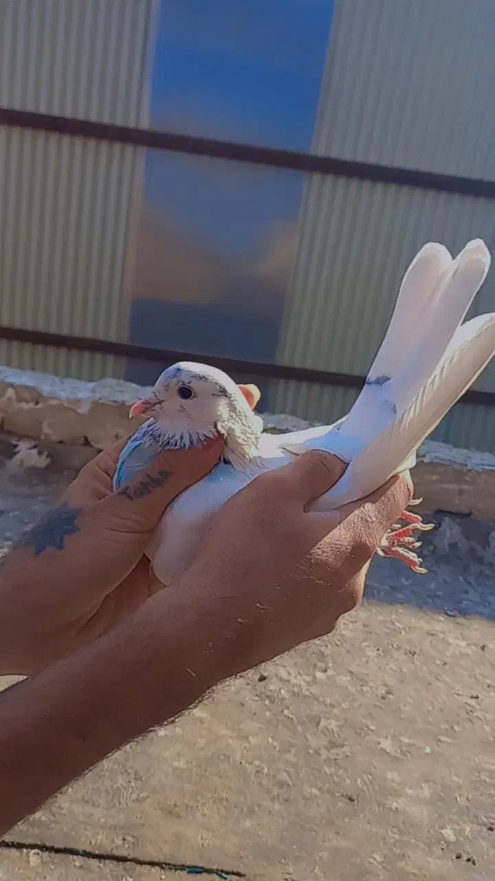 کفتر به شرط|پرنده|پاکدشت, پاکدشت (مامازند)|دیوار