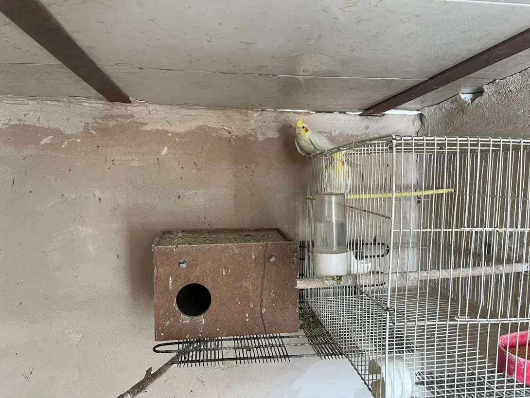 عروس هلندی لوتینو بالغ|پرنده|قائن, |دیوار