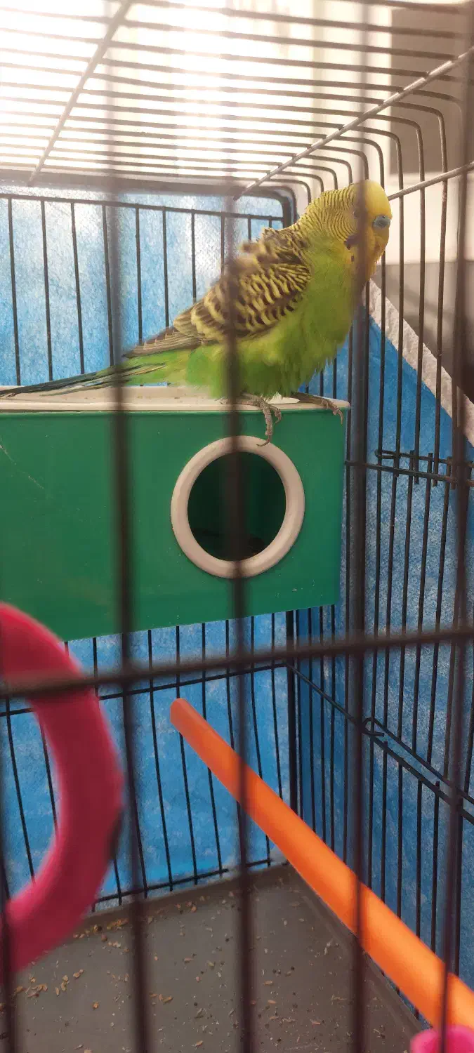 مرغ عشق|پرنده|بروجن, |دیوار