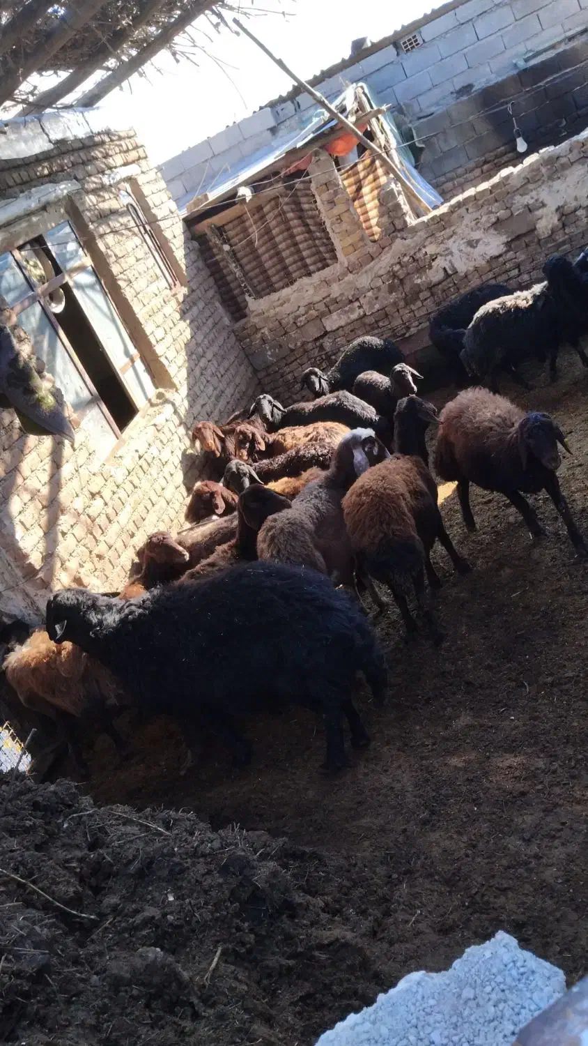 میش درجه یک|حیوانات مزرعه|نوشین شهر, |دیوار