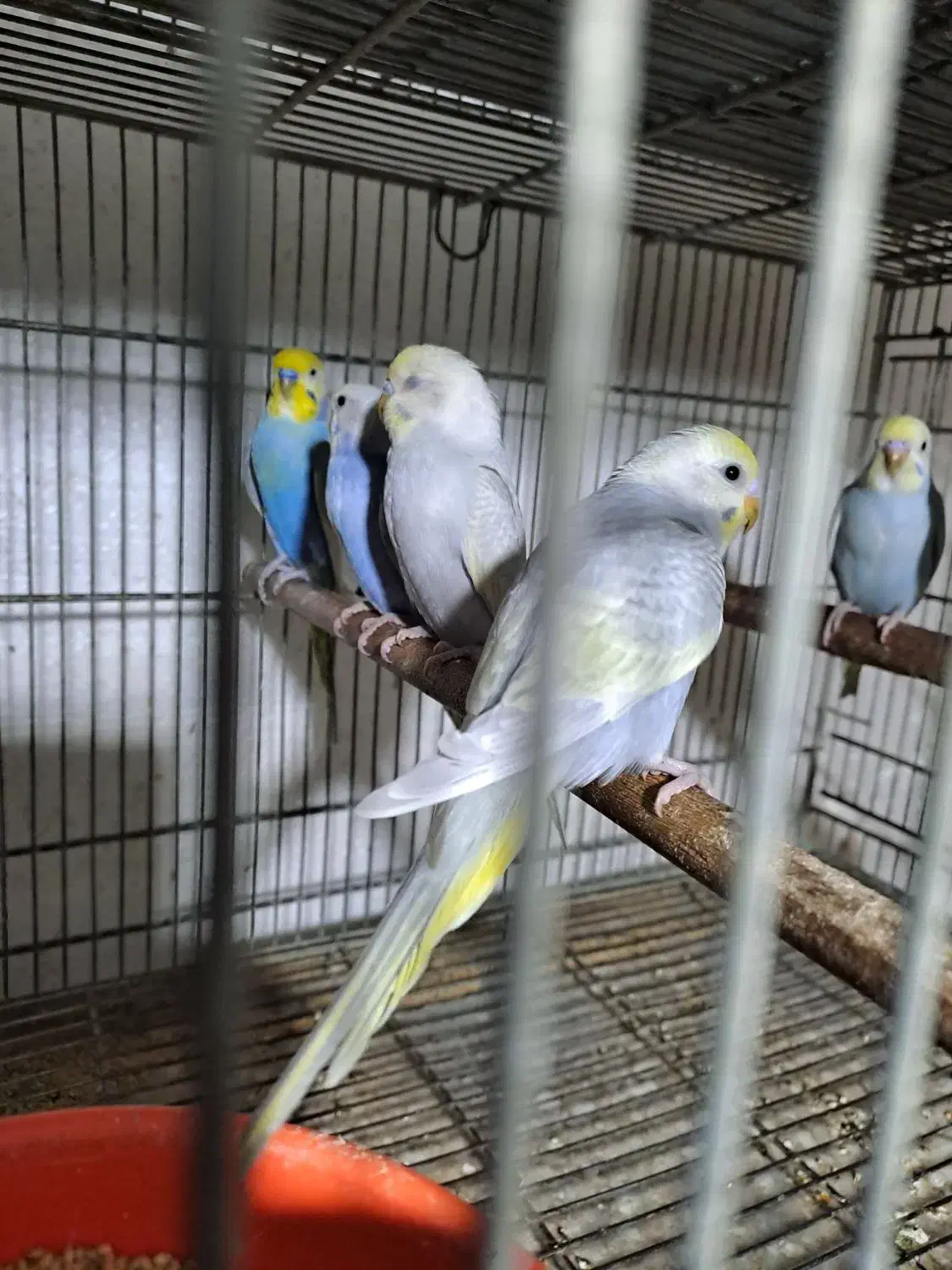 طوطی|پرنده|ساری, |دیوار