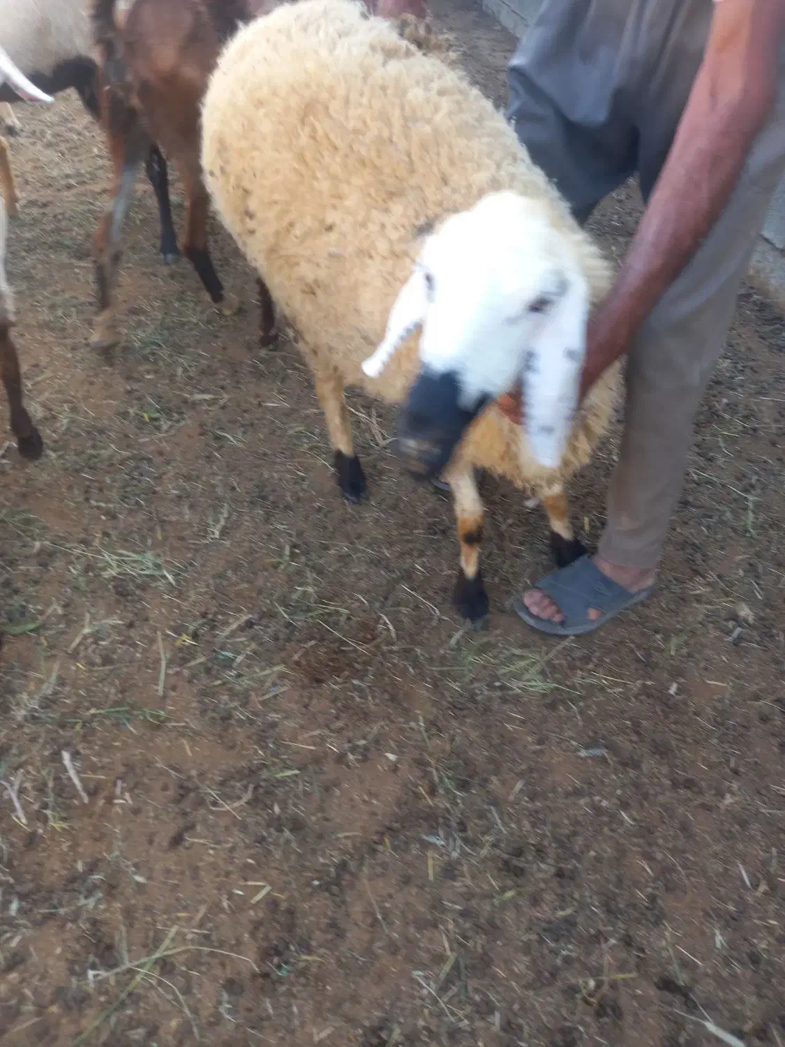 گوسفند|حیوانات مزرعه|توکهور, |دیوار