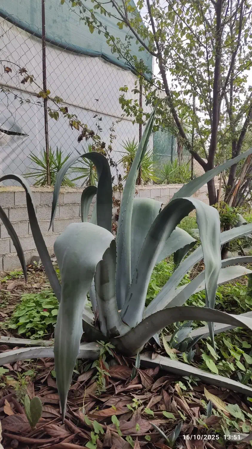 گل آگاو سبز وابلق|گل و گیاه طبیعی|ساری, |دیوار