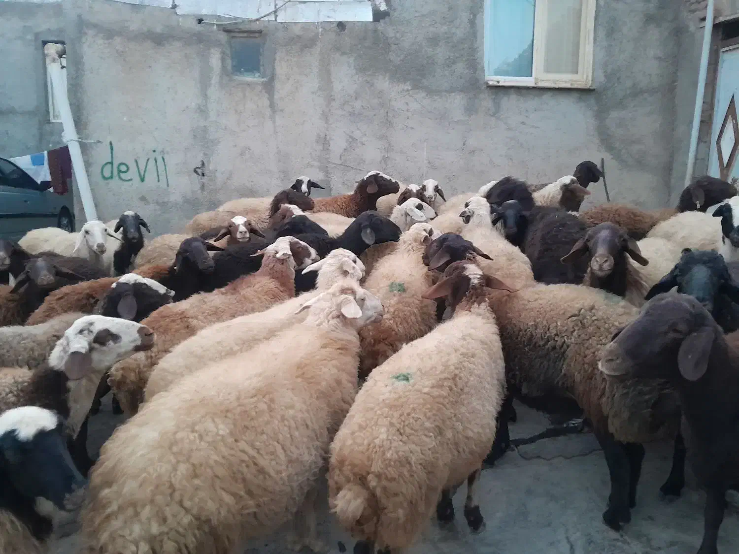 گوسفند داشتی آبستن|حیوانات مزرعه|حسین آباد, |دیوار