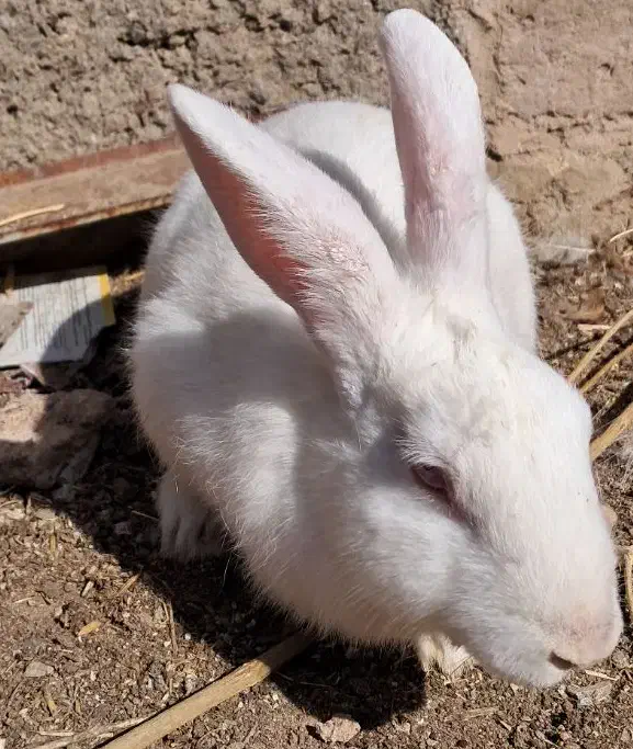 خرگوش اهلی|موش و خرگوش|فردوس (خراسان), |دیوار