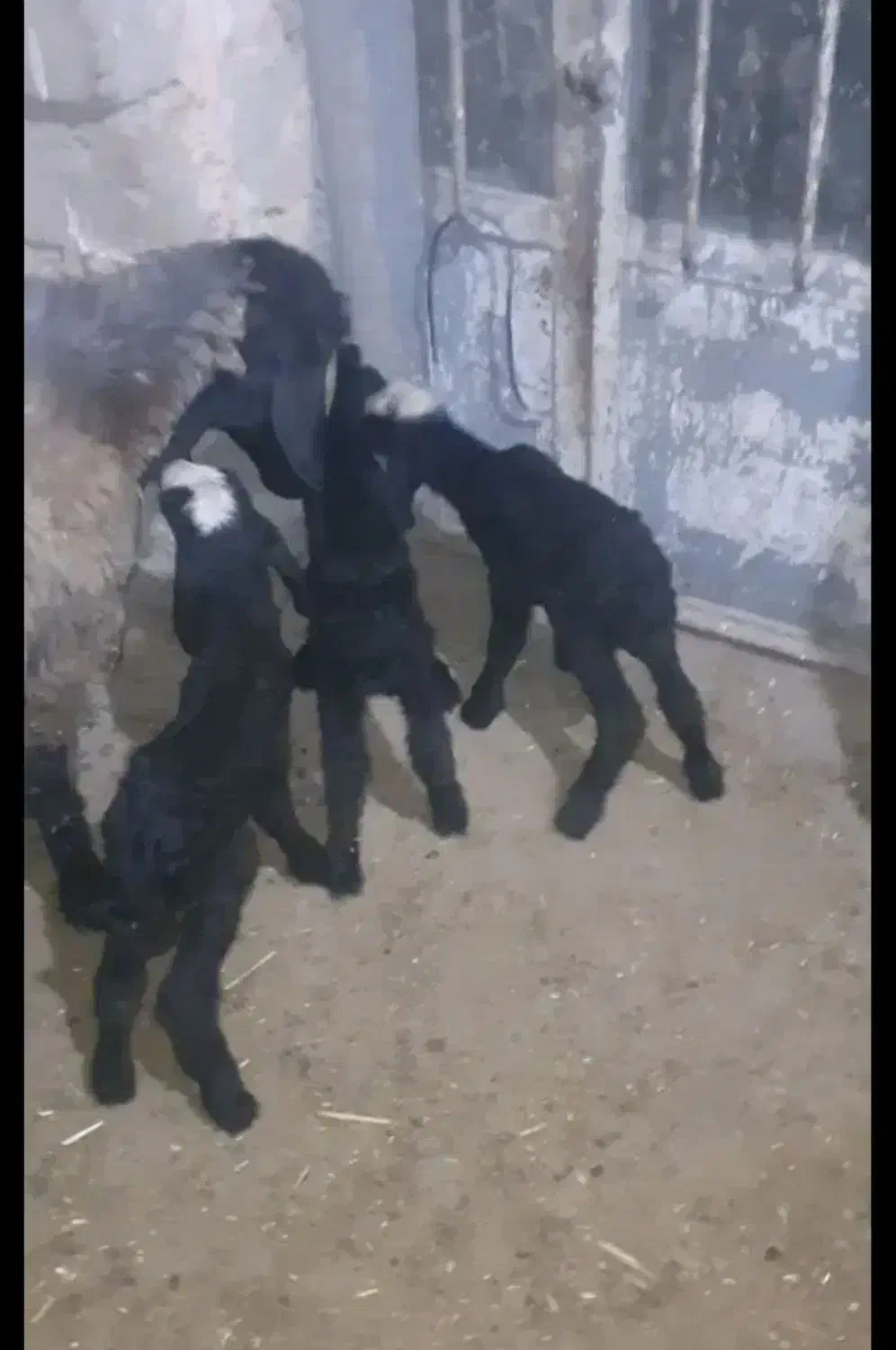 صفحه اصلی بلاگ دامپروری پرورش گوسفند شال بره csre|حیوانات مزرعه|بومهن, |دیوار