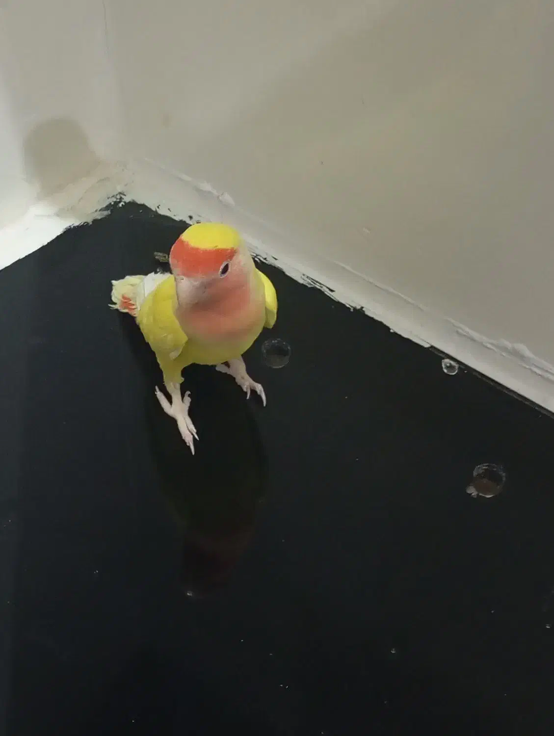 طوطی برزیلی|پرنده|شیراز, شهرک امام حسن|دیوار