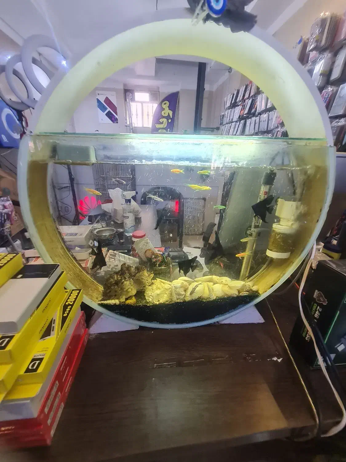 اکواریم کلاسیک دایره ای|ماهی|شیراز, شهرک جماران|دیوار