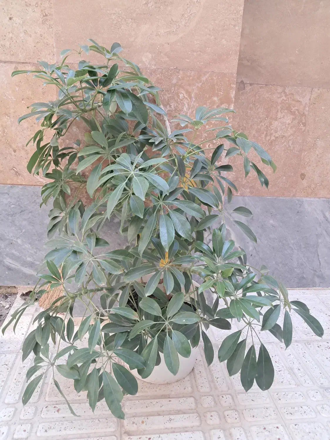گل شفلرا|گل و گیاه طبیعی|اردبیل, |دیوار