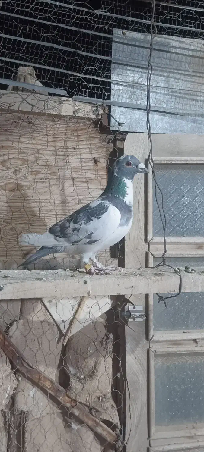 کفتر پلاک عراق.|پرنده|شاهرود, |دیوار