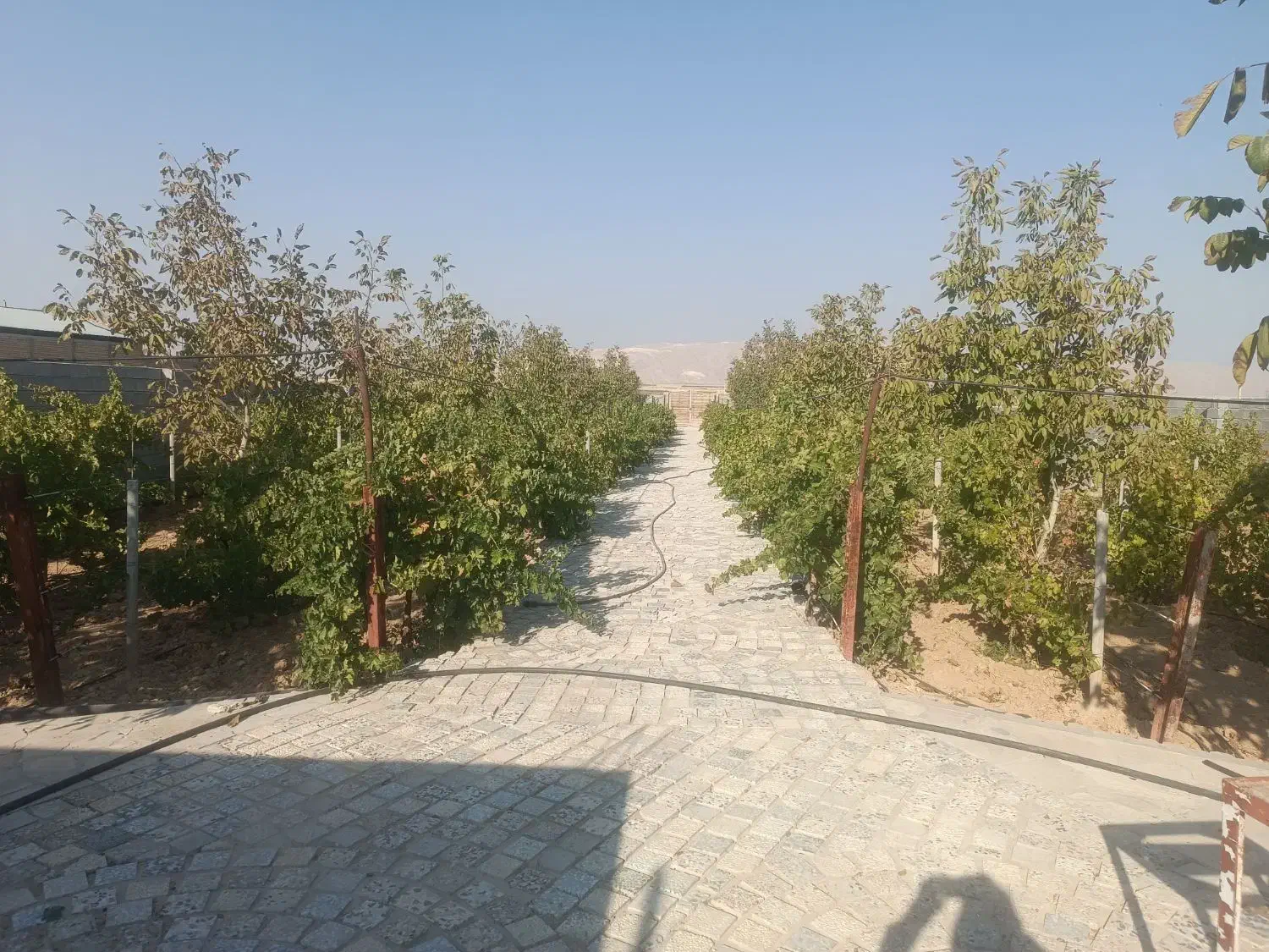 باغ در بیضا|فروش خانه و ویلا|بیضا, |دیوار