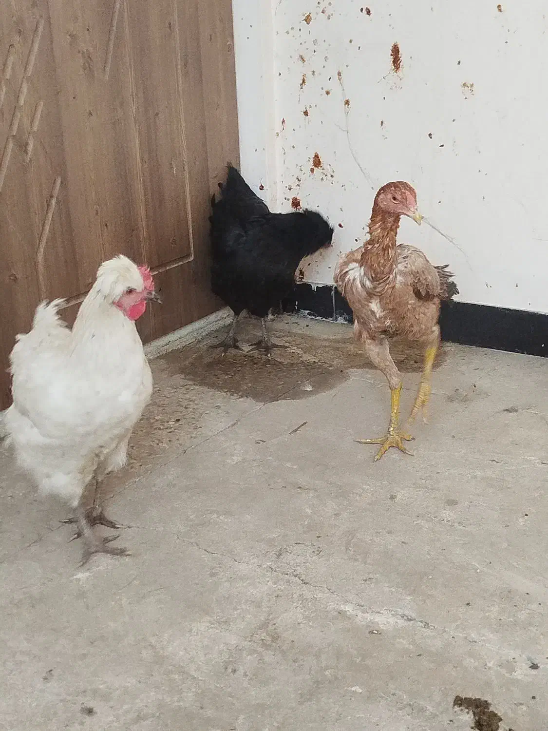 مرغ لاری تخم گذار 9 ماهه از بهترین نژاد|حیوانات مزرعه|شاهین دژ, |دیوار